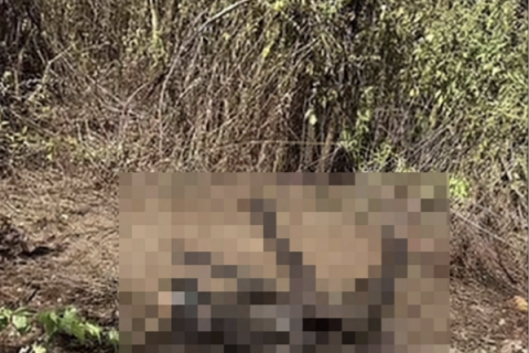 Mistério: cinco corpos carbonizados são encontrados na zona rural de Caridade